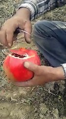 how to peel off pomegranate