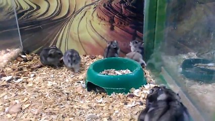 Un hamster qui adore les saltos