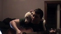 Un pitbull qui aime la musique