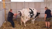 شاهد كيفية توليد البقر في ألمانيا مخك ياقف