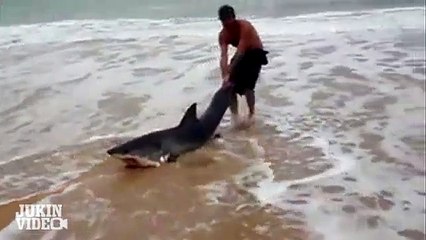 Great White Shark Rescue on the Beach