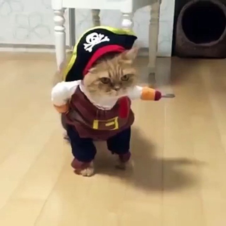 Cat Performance
