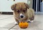 Corgi Puppy Meets Mini-Pumpkin Once More