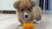Corgi Puppy Meets Mini-Pumpkin Once More