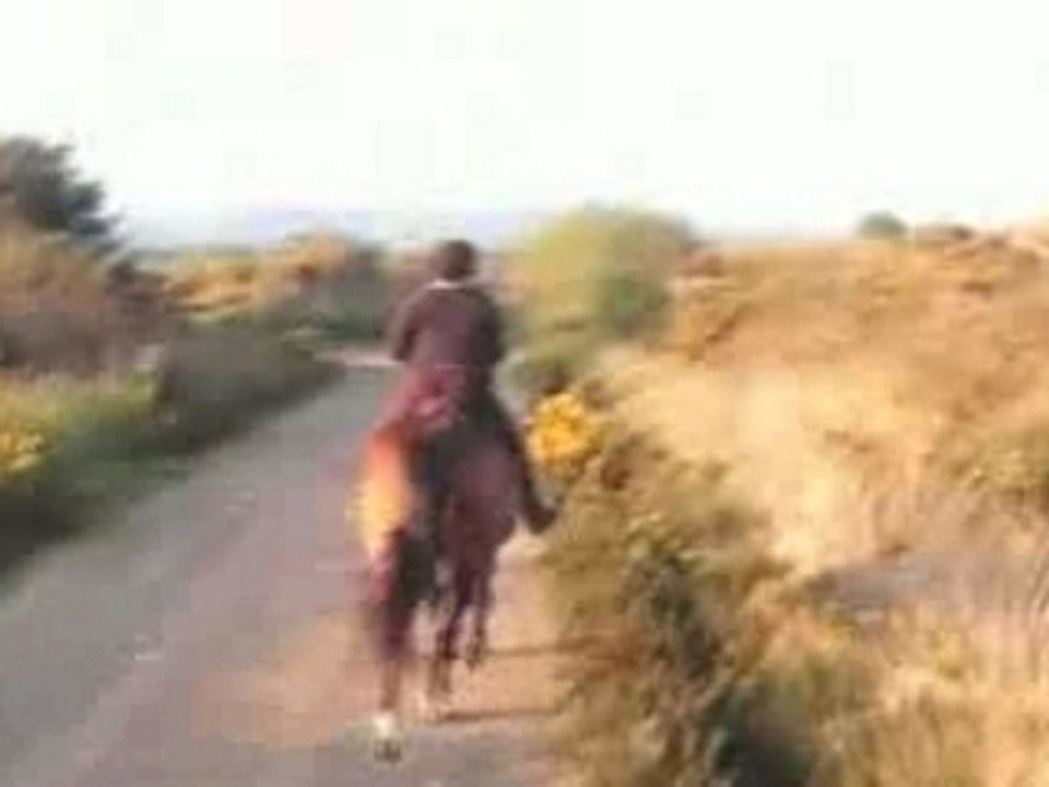 Trot