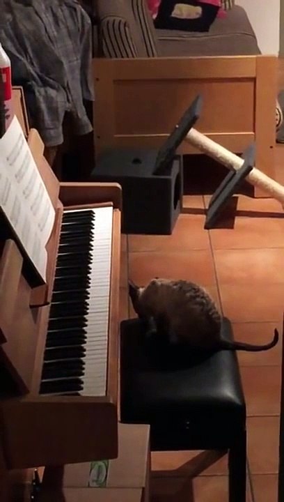 Un Chat se fait Surprendre en train de Jouer du Piano