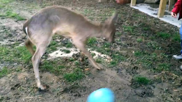 Cette jeune biche joue au foot avec ses maitres... Trop mignon!