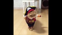 This Cat has the best Pirates Costume ever!! Ready for Halloween