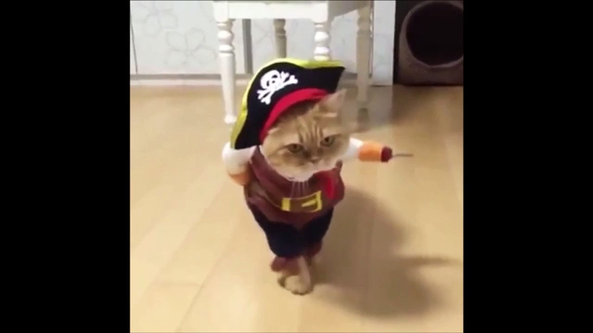 Chat Pirate Deguise Pour Halloween Adorable Video Dailymotion