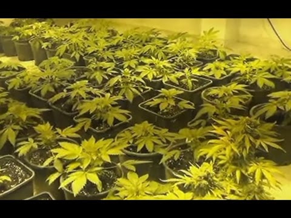 Lecce - Laboratorio di marijuana sequestrato nelle campagne (21.10.15)