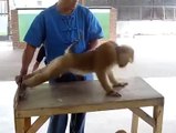 Monkey Pushups
