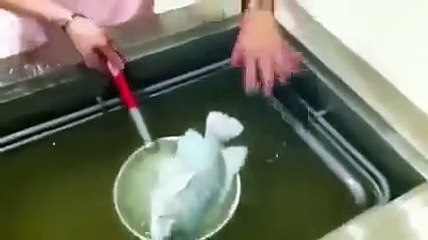 Un poisson gelé revient à la vie