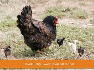 Tavuk cinsleri ve fiyatları