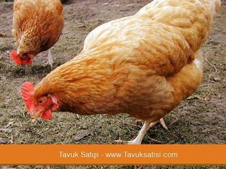 Tavuk çeşitleri