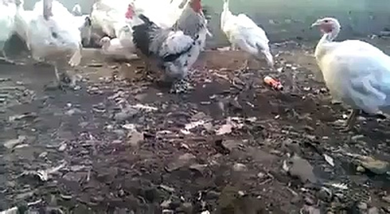 ایک بار دیکھیں بار بار دیکھیں گے اور گارنٹی سے