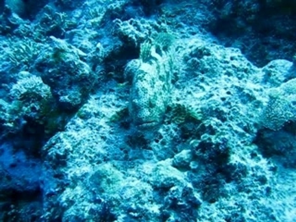 Ouvea_poisson_pierre