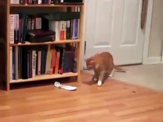Funny Cats Jump Fail Compilation