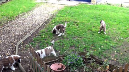 Sortie Pipi 2015-10-21