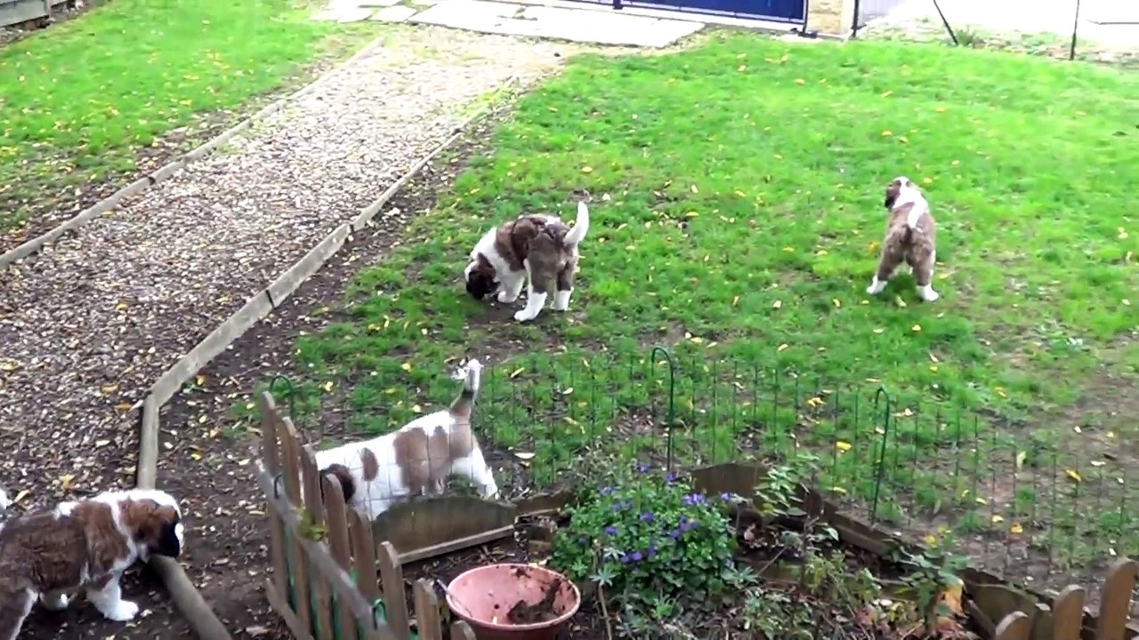 Sortie Pipi 2015-10-21