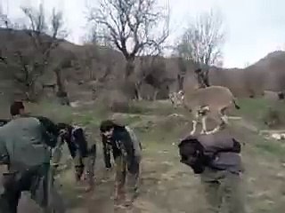 Deer Playing with People