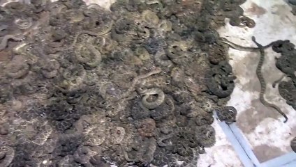 Hiç bu kadar çıngıraklı yılanı bir yerde gördünüzmü ?