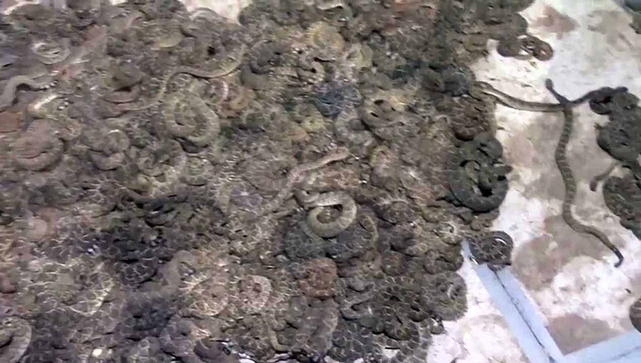 Hiç bu kadar çıngıraklı yılanı bir yerde gördünüzmü ?