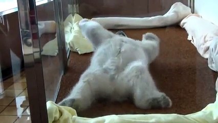 Little polar bear can't get up