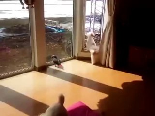 Ожидание хозяйки _ Waiting for the hostess