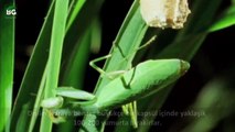 (Mantis) Peygamberdeveleri ve Özellikleri | Belgesel Günlüğü