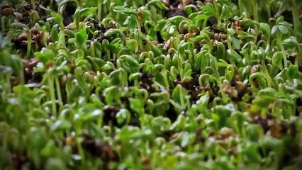 NTV belgesel Kuşağı Bitkilerin yeşerip filizlenme