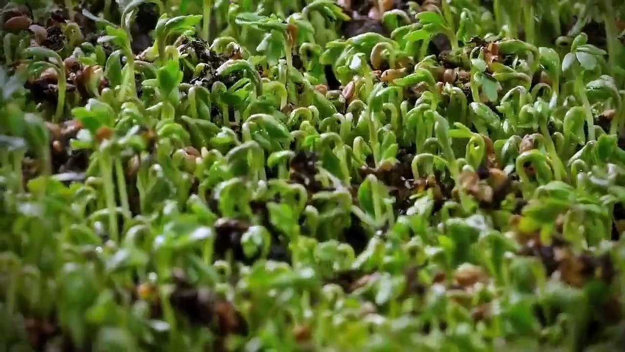 NTV belgesel Kuşağı Bitkilerin yeşerip filizlenme