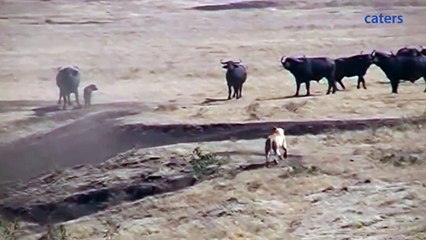 búfalo salva a su cria de leones