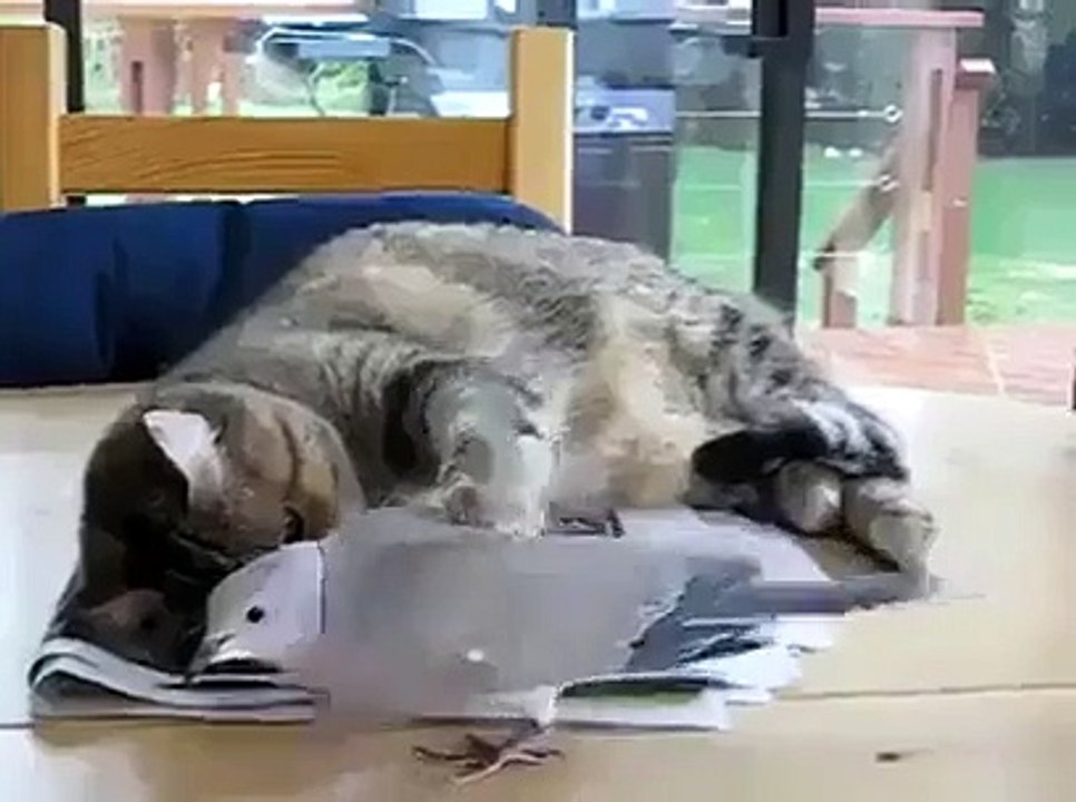 Bakın bu köpek mamasını nasıl yiyor_ - Funny videos - Komik videolar