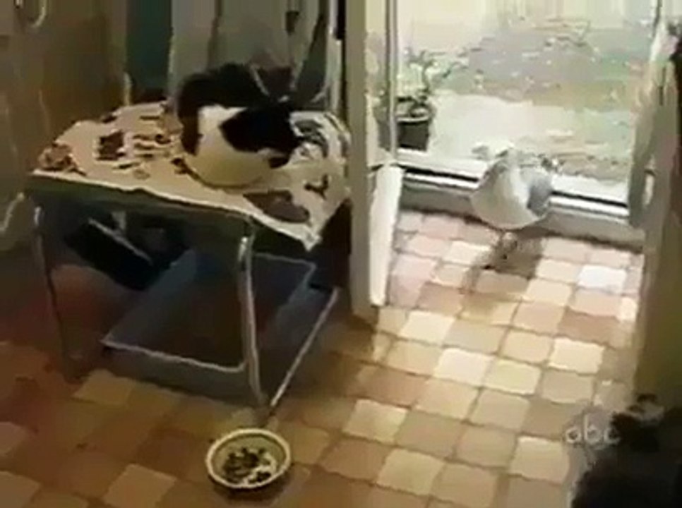 Cesareti olan bu salıncağa biner! - Funny videos - Komik videolar