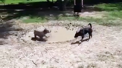 Çamaşır makinesi kafayı yerse - Funny videos - Komik videolar