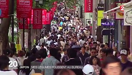 Japon : des légumes cultivés au bureau