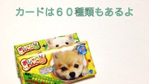 【おしゃべりわんこ】ダジャレをいってる犬のカードとクランチチョコレート　Dog Card
