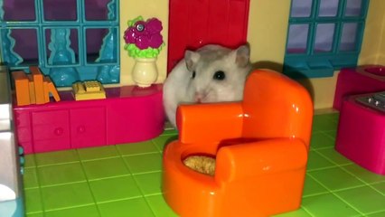 Happy Hamsters and their Hamillion dollar Hamansion! :p