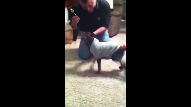 Chihuahua Walks on Front Legs Because He Hates his New Boots