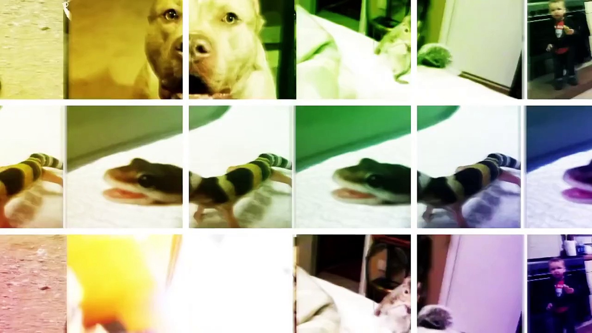 Crazy Animals  from the funny animals