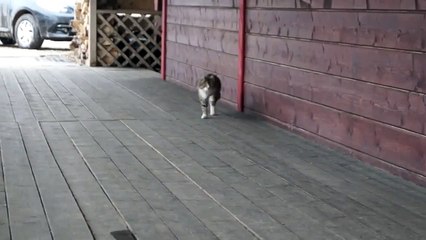 Очаровательная и забавная походка кота 🐾