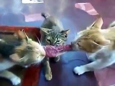 Самый хитрый кот! Ржачное видео