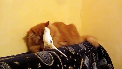 Кот и приставучий попугай