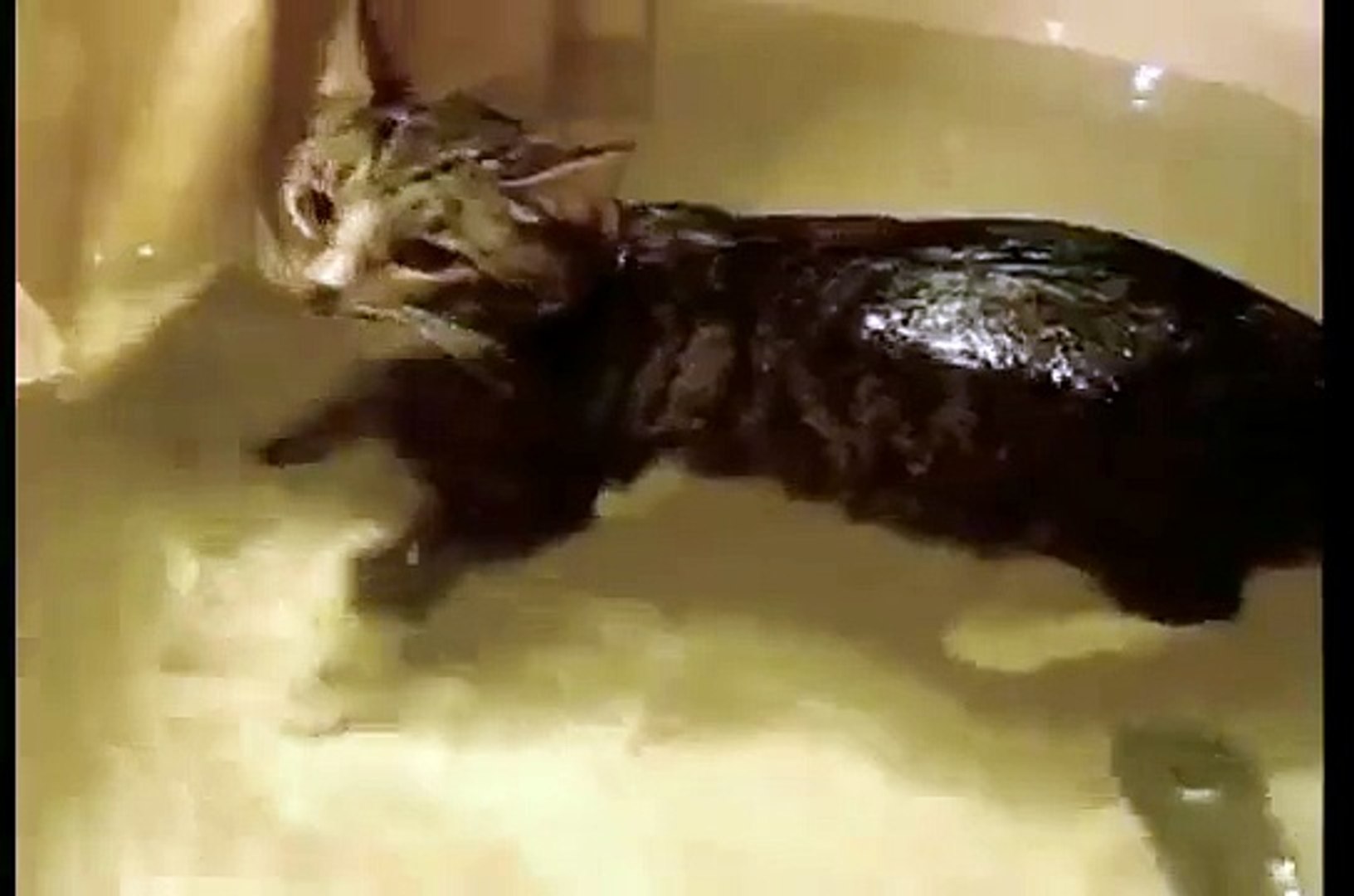 Видео коты в ванне. Кот кайфует.
