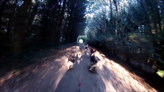 entraînement 16 chiens de traineaux en Bretagne