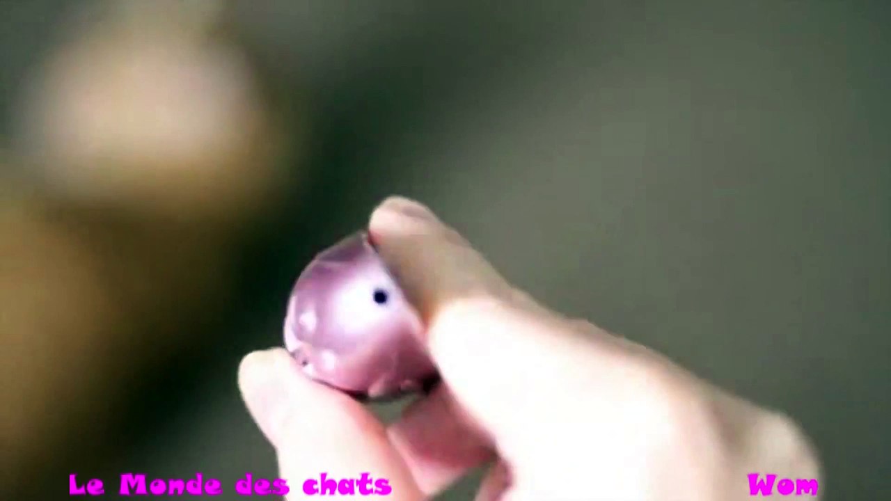 Chat Trop Fatigué Pour Jouer Avec Le Laser