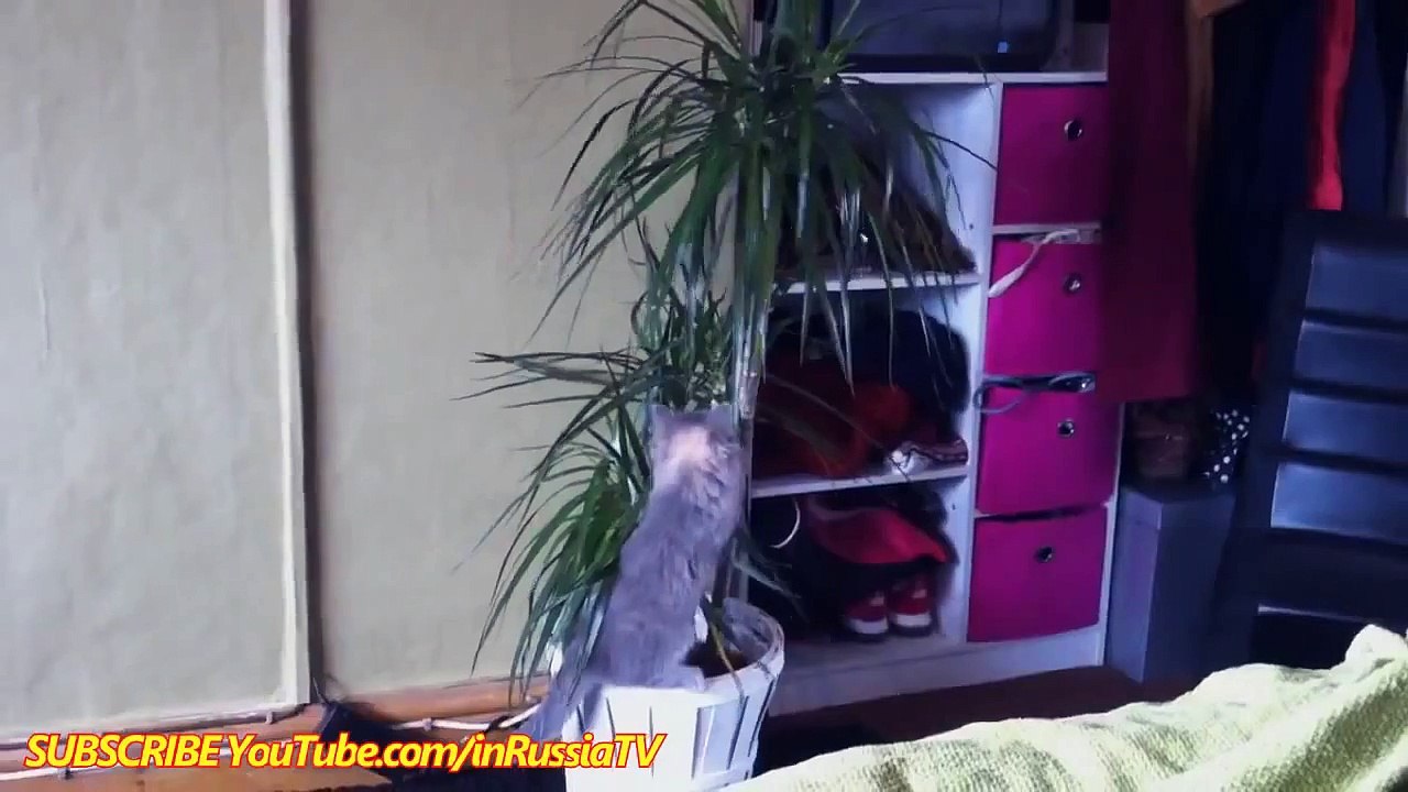 Un chat qui joue au ping pong - Zap