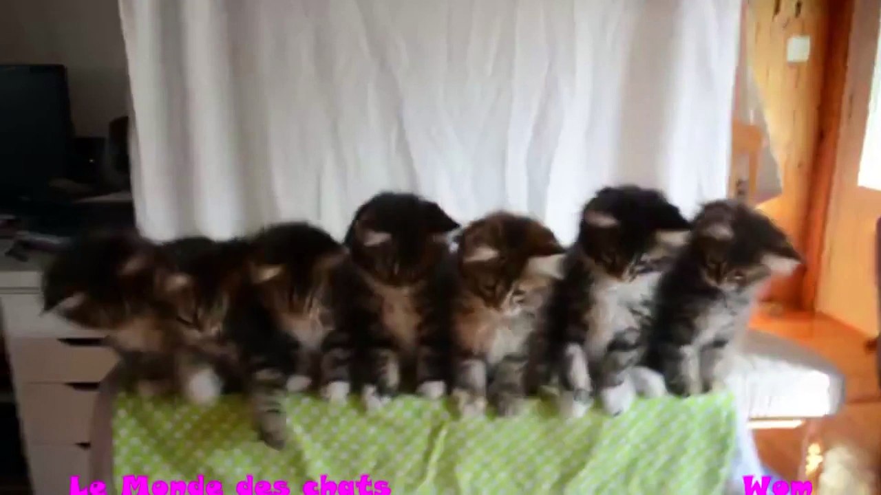 7 Chatons Synchronisés