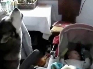 Dog helps baby stop crying