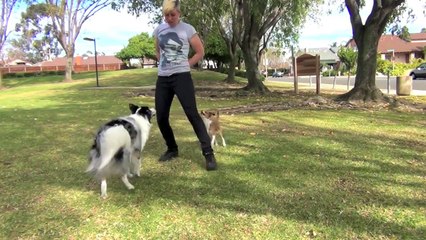 These May Look Like Normal Dogs, But Watch What They Do When Their Owner Is Around!